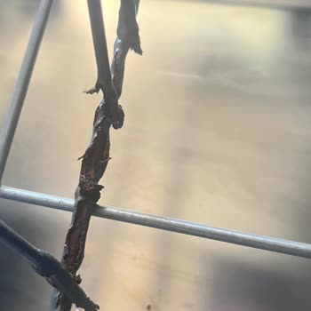 Arçelik Bulaşık Makinesi Sepetlerinde Paslanma Ve Sağlık Tehlikesi