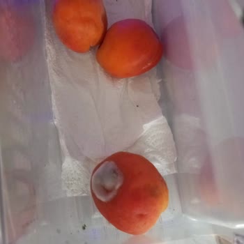 Sürekli Arızalı Buzdolabı İçin Değişim Talebi