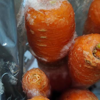Tekrarlayan Donma Sorunu Ve Cevapsız Servis Nedeniyle Buzdolabı Değişim Talebi