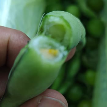 Tekrarlayan Donma Sorunu Ve Cevapsız Servis Nedeniyle Buzdolabı Değişim Talebi
