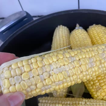 Açılmış Ve Çöp Halindeki Çiğ Mısır Ürününde İade Talebi