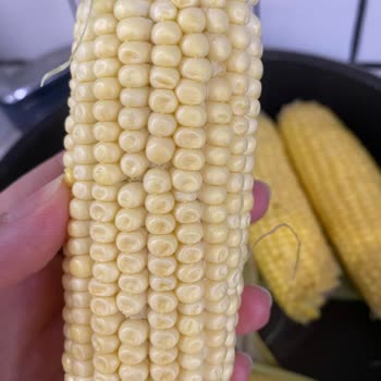 Açılmış Ve Çöp Halindeki Çiğ Mısır Ürününde İade Talebi