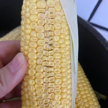 Açılmış Ve Çöp Halindeki Çiğ Mısır Ürününde İade Talebi