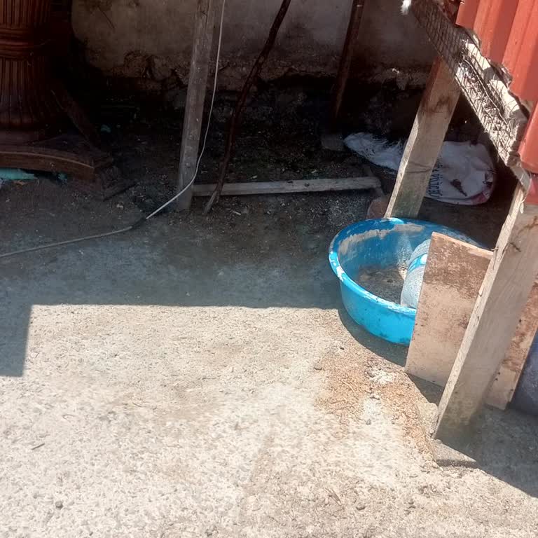 İncirköy'de Kaçak Kümesin Yaratmış Olduğu Kesintisiz Koku Ve Hijyen Krizi