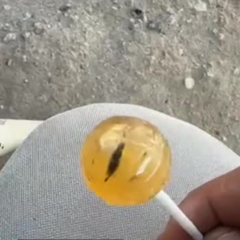 Toybox Böcekli Lollipop