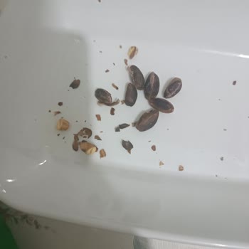Koop Market Fıstıklar O Kadar Yanmış Ki Yenmeyecek Durumdalar