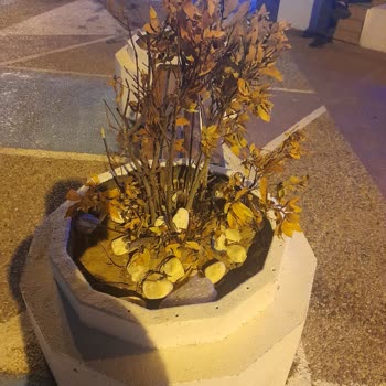 Eski Foça Meydanındaki Kuruyan Çiçekler İçin Belediyeye Acil Eylem Çağrısı