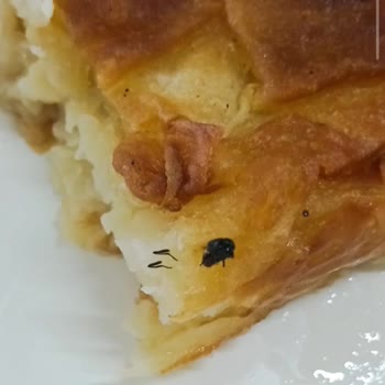 Şantiyede Yiyeceklerde Canlı Böcek Ve Hijyen İhmali