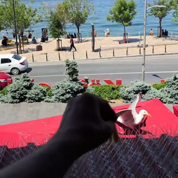 Filizler Köftecisi Kuş Savar Sisteminin Hayvanlara Zarar Vermesi