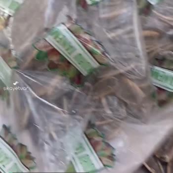 Anpa Gross Market Kuru Tanem İçinden Çıkan Çivi
