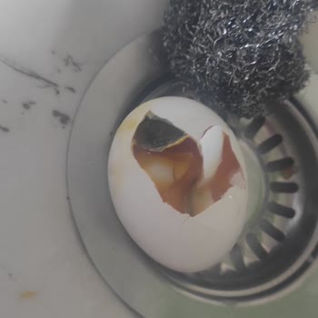 A101 Şubesinde Yummy Organik Yumurta Bozulmuş: İade Ve Kalite Kontrolü Talebi