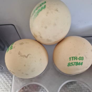 Son Kullanma Tarihi Olmasına Rağmen Yarım Paket Yumurta Çürük