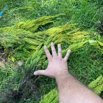 Güler Botanik İlandaki Ürünle Hiçbir Alakası Olmayan Farklı Fidanlar Gönderildi