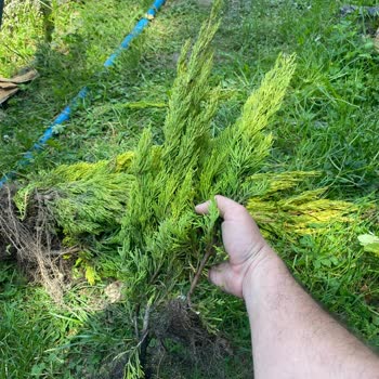 Güler Botanik İlandaki Ürünle Hiçbir Alakası Olmayan Farklı Fidanlar Gönderildi