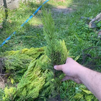Güler Botanik İlandaki Ürünle Hiçbir Alakası Olmayan Farklı Fidanlar Gönderildi