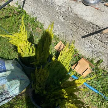 Güler Botanik İlandaki Ürünle Hiçbir Alakası Olmayan Farklı Fidanlar Gönderildi