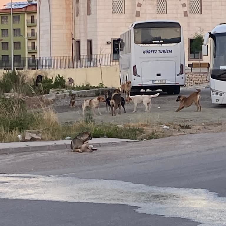 Yenikent Mahallesinde Sokak Köpekleri Vatandaş Güvenliğini Tehdit Ediyor