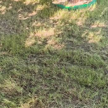 İntfa'dan Alınan Ayrık Otu Tohumları Kuruma Neden Oldu Ve Telafi Bekliyor