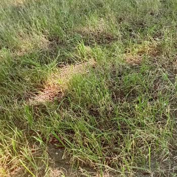 İntfa'dan Alınan Ayrık Otu Tohumları Kuruma Neden Oldu Ve Telafi Bekliyor