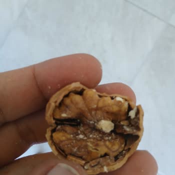 Migros Kastamonu Kuzeykent Şubesinde Satılan Kurtlu Ceviz İçin İade Talebi