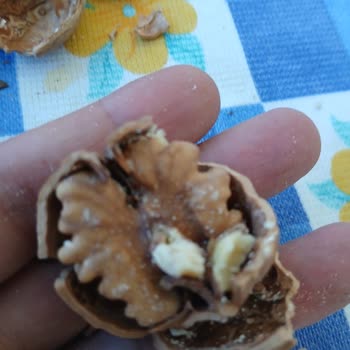 Migros Kastamonu Kuzeykent Şubesinde Satılan Kurtlu Ceviz İçin İade Talebi