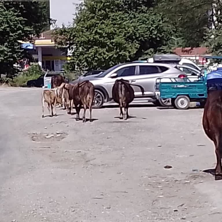 Basıboş Büyükbaş Hayvanlar Mahallede Trafik Ve Can Güvenliğini Tehdit Ediyor