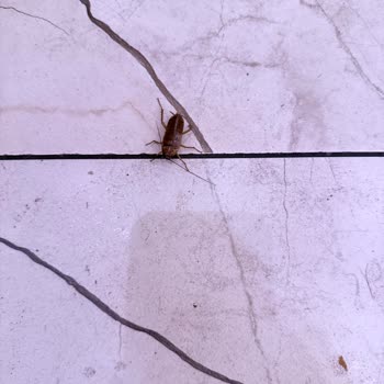 Restoranda Sinek Ve Hamam Böcekleri, Klima Sızıntısı Ve Yönetimin Cevapsızlığı