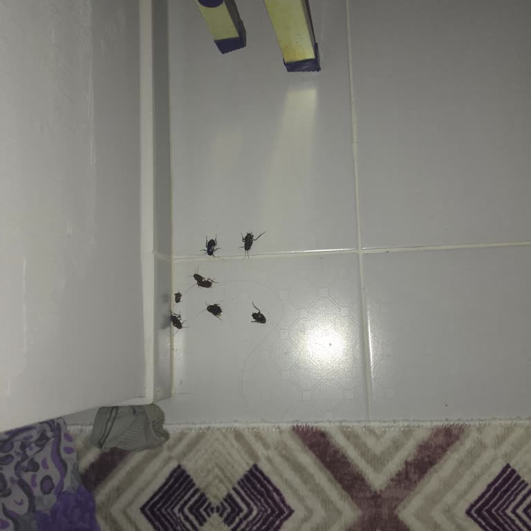 Çekmeköy Apartmanında Hamam Böcekleri Sorunu: Acil Ücretsiz İlaçlama Talebi