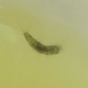 İndomie Noodle’da Böcek Şekilli Yabancı Cisim Bulunması Ve İade Talebi