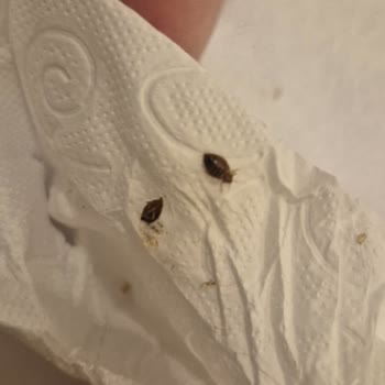 Yataş Yatak Setinde Tahta Kurusu Enfeksiyonu Ve Alerjik Reaksiyonlar Nedeniyle Tam İade Talebi