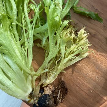 Skycrops Soğuk Zincirle Teslim Etmiyor