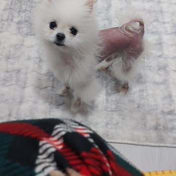 Köpeğimin Saç Dökülmesi Ve Şirketin Cevapsızlığı