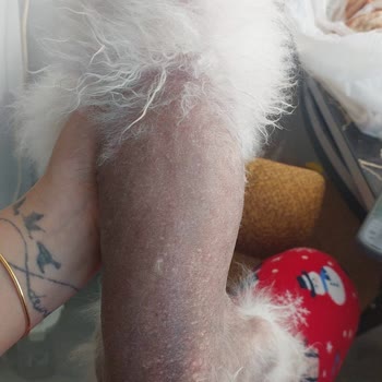 Köpeğimin Saç Dökülmesi Ve Şirketin Cevapsızlığı
