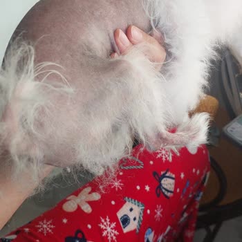 Köpeğimin Saç Dökülmesi Ve Şirketin Cevapsızlığı