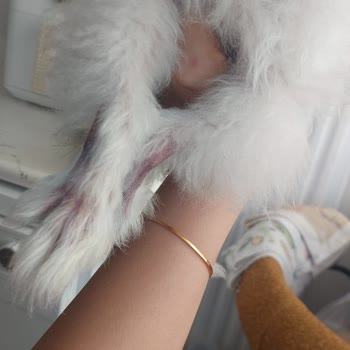 Köpeğimin Saç Dökülmesi Ve Şirketin Cevapsızlığı
