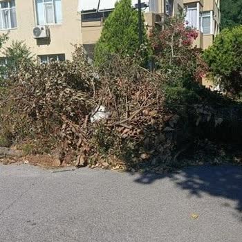 Üsküdar Emek Sitesi’ndeki Budama Atıkları Alınmadı Ve Sistem ‘Alındı’ Diyor