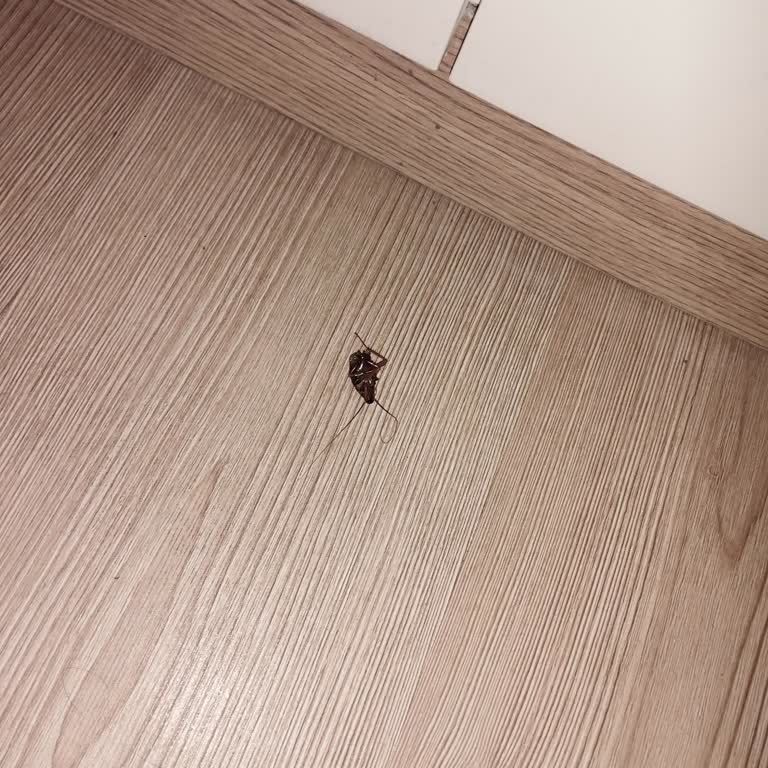 Royal Asarlık Beach Hijyen ve Konfor Sıfır