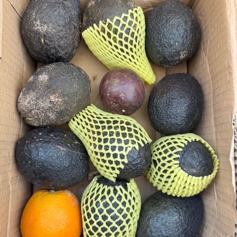 Avokado Siparişimde Çürük Ve Küflü Ürünler Kargo Ve Paketleme Sorunu
