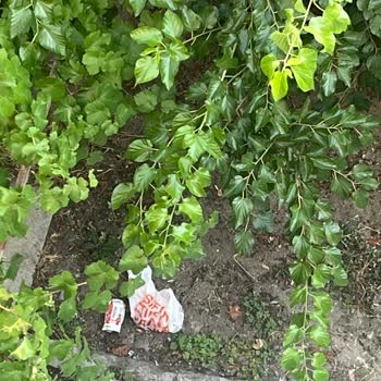 Patlayan Süt Ve Cips, Deterjan Sızıntısı Ve Çöp Bırakılmasıyla Siparişte Ürün Hasarı