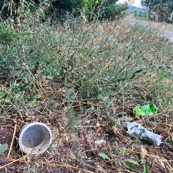 İstanbul Büyükşehir Belediyesi Sivrisinek İstilasına Karşı İhmal Şikayeti