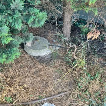 İstanbul Büyükşehir Belediyesi Sivrisinek İstilasına Karşı İhmal Şikayeti