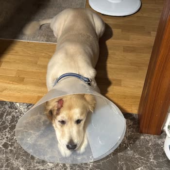 Felicia Pet Food Mama Alerjiye Sebep Oldu!