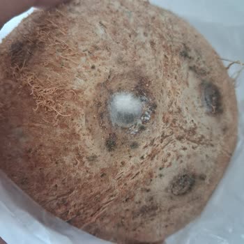 Migros Sanal Market'ten Gelen Küflü Hindistan Cevizi Ve Değişim Sürecindeki Oyalama