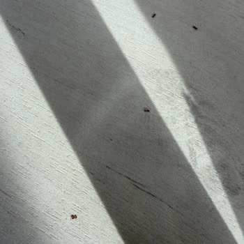 Tur Tarihi Değişikliği Ve Lisbon Otelinde Hijyen Sorunu