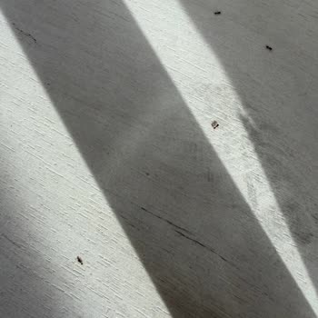 Tur Tarihi Değişikliği Ve Lisbon Otelinde Hijyen Sorunu