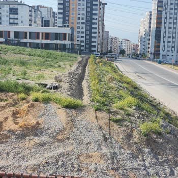 İhmal Edilen Lavanta Bahçesi Alanında Kuruyan Ağaçlar Ve Sulama Eksikliği