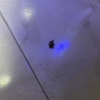 Kleopatra Blue Hawaii Otelinde Karaböcek Görülmesi Ve İade Talebi