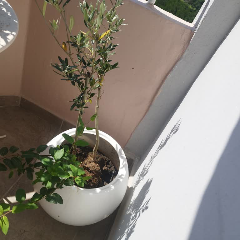 Kimyasal Kokulu Masaj Tarağı Ve Açmayan Hanımeli İçin Satıcı Sorumluluğu İstiyorum