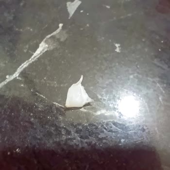 Torku Nuga Barında Sert Plastik Parça, Sağlık Riski