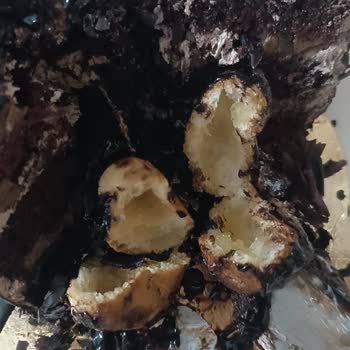 Profiterollü Pastada Tekrarlayan Krema Eksikliği Ve Kalite Sorunu
